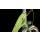 Black Week 40% Aussteller Cube Ella Ride Easy Entry 28" green´n´green